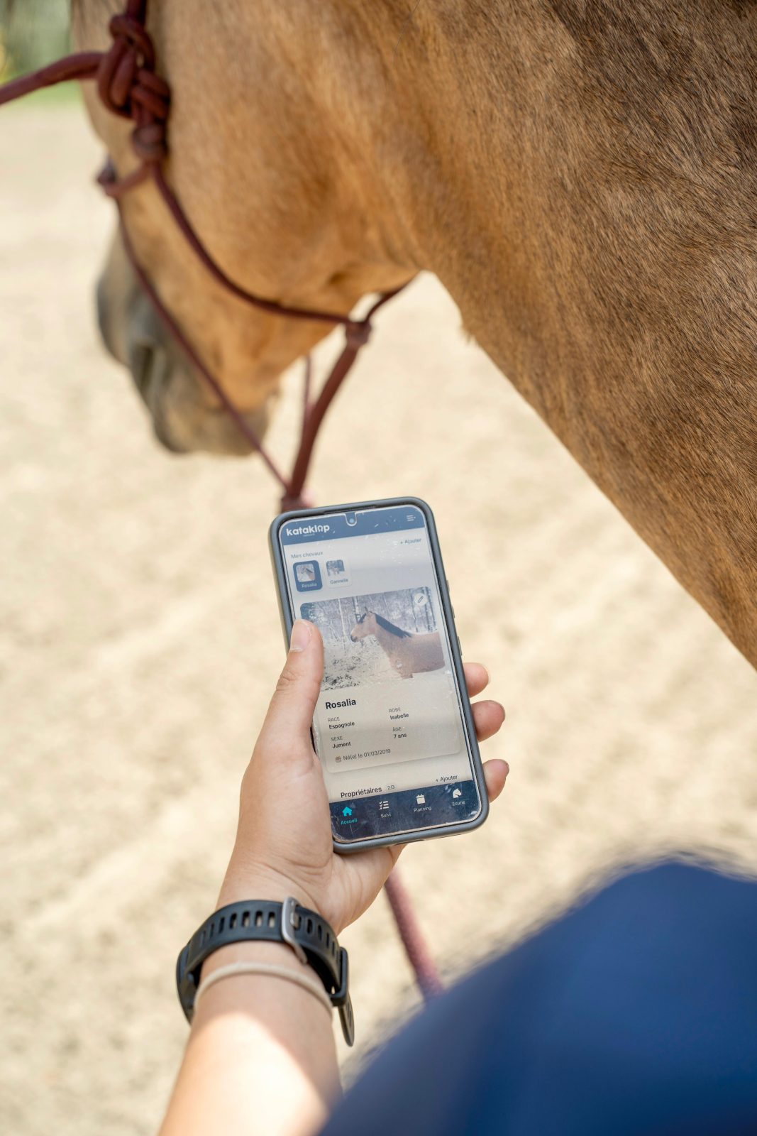 Paardenfiche MY Kataklop geraadpleegd voor Rosalia